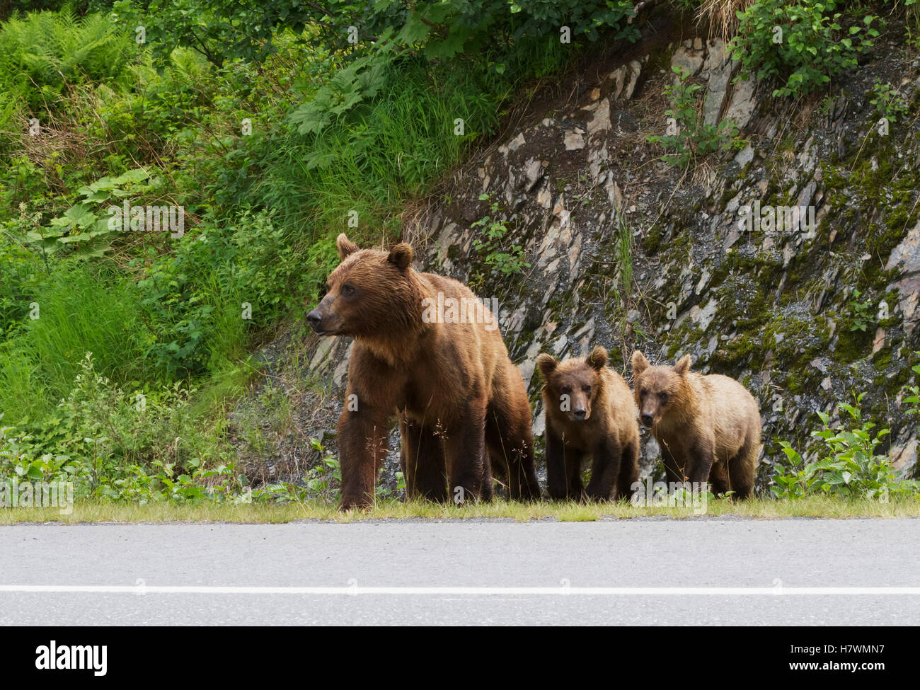 Brown bear sow with cubs near the fish hatchery and about to cross Dayville Road, Valdez