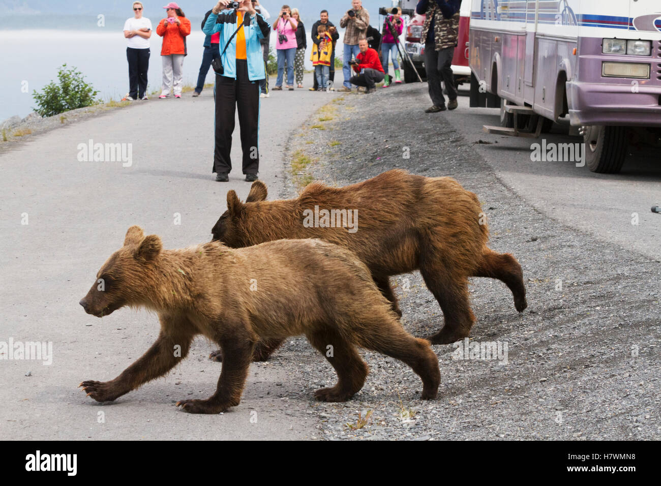 Pair of 18 month old Brown bear cubs run past tourists on the bike trail and head to the ocean to fish, Valdez, Southcentral Alaska, USA Stock Photo