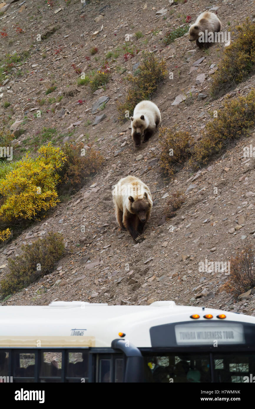 Sow Brown bear and cubs walking down hill with a tour bus in the foreground, Denali National Park, Interior Alaska, USA Stock Photo