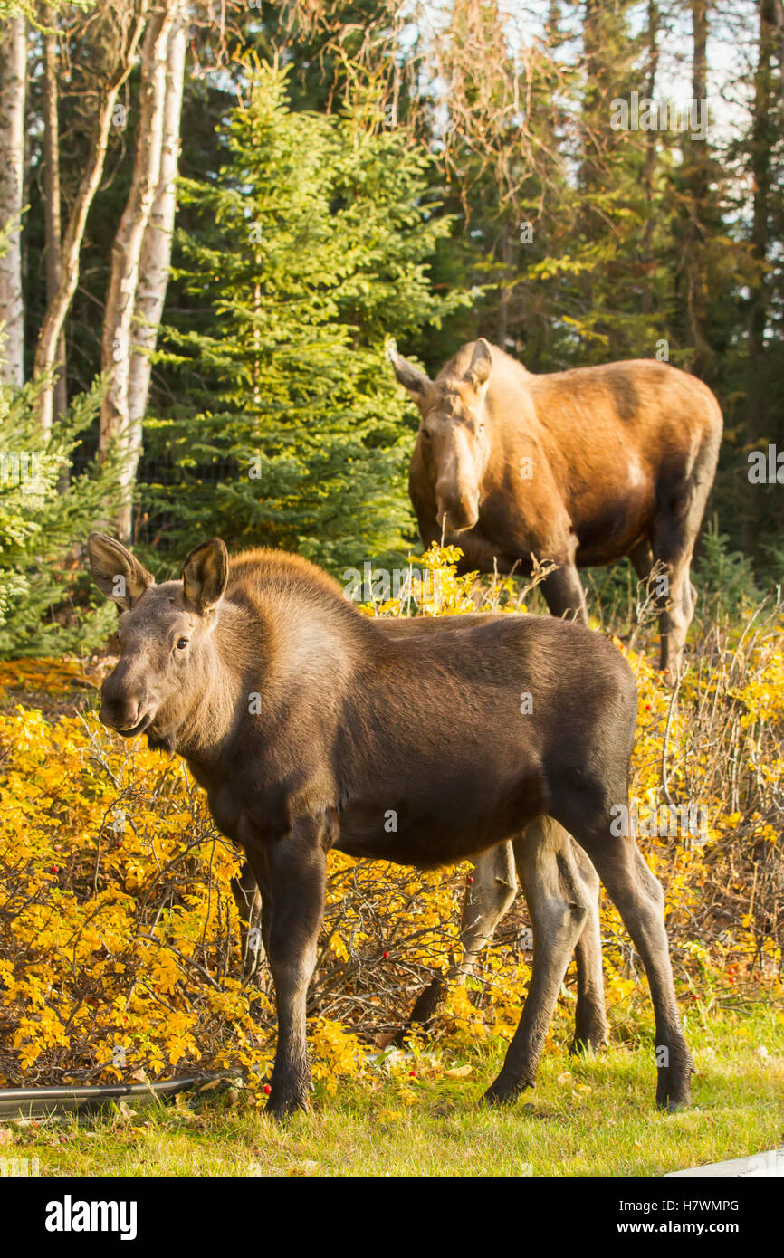 Cow moose and calf browsing on autumn colored foliage, Anchorage
