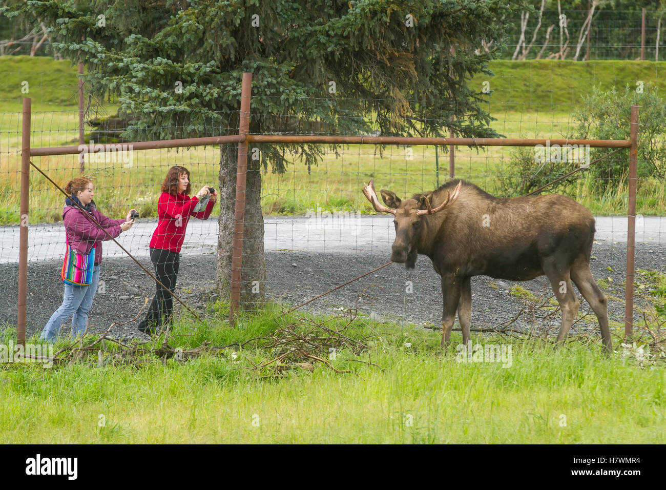 Bull Captivity Captive bull moose is photographed by a couple of visitors. Alaska ...