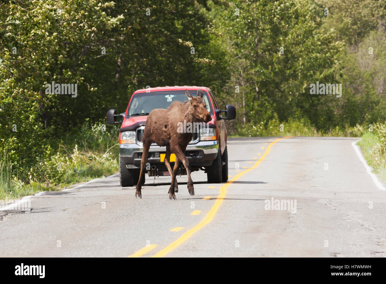 Highway moose anchorage hires stock photography and images Alamy