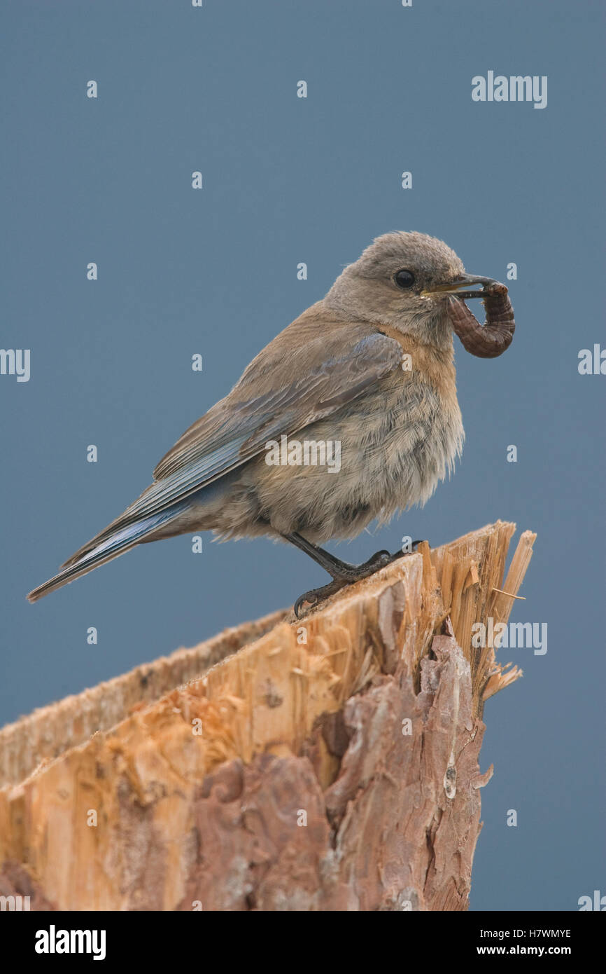 Western Bluebird (Sialia mexicana) female with caterpillar in beak