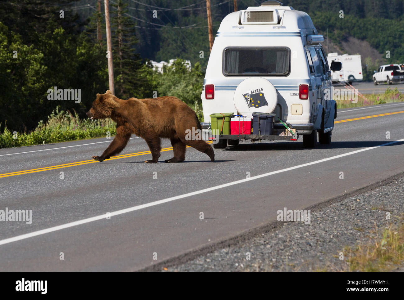 A Brown bear crosses Dayville Road near Allison Point, Valdez, Southcentral Alaska, USA Stock