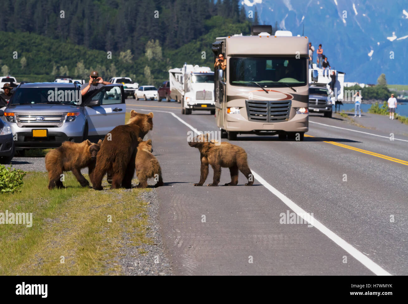 Tourists And Traffic Look On While A Mother Brown Bear And Three Cubs Wait On A Fourth Cub To