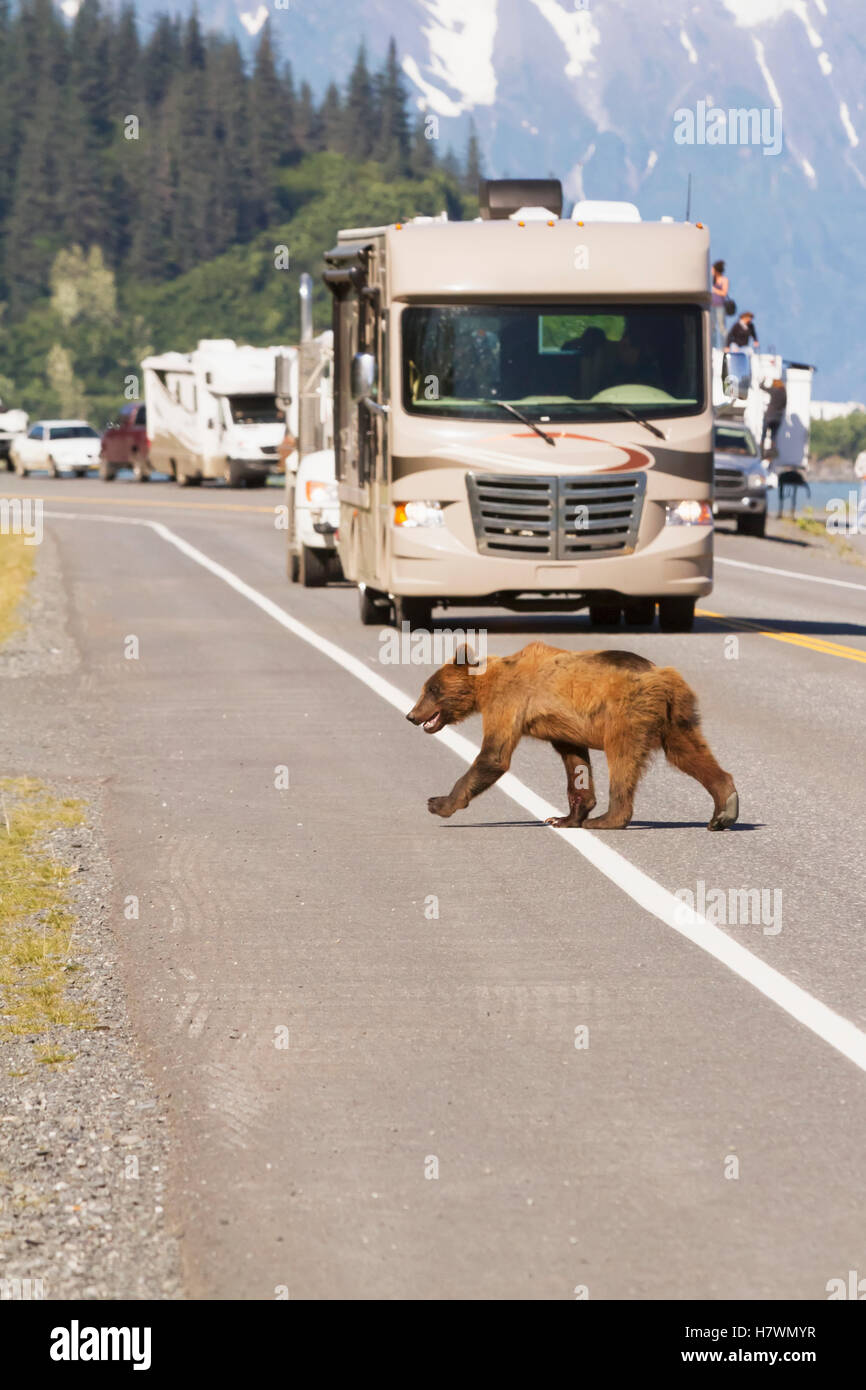 Brown bear cub crosses Dayville road in front of waiting summer traffic, Valdez, Southcentral