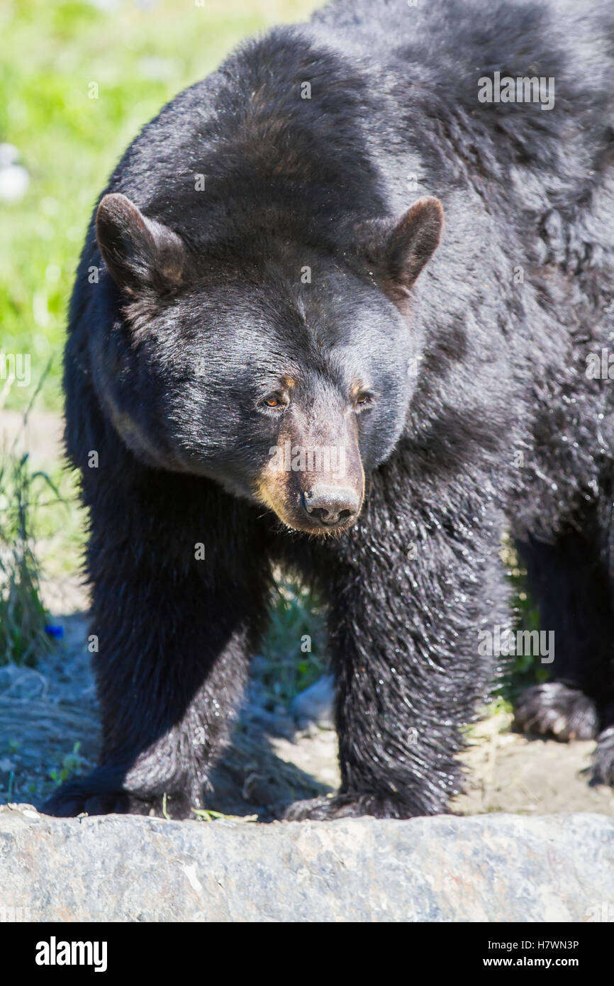 Captive adult Black bear at the Alaska Wildlife Conservation Center in Portage. Southcentral