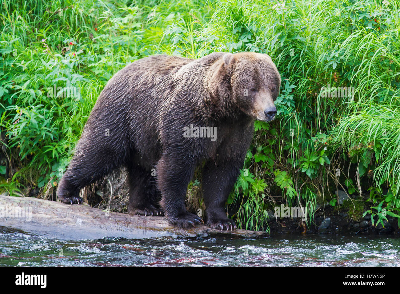 Brown bear fishes for Sockeye Salmon on the Russian River in Summer ...