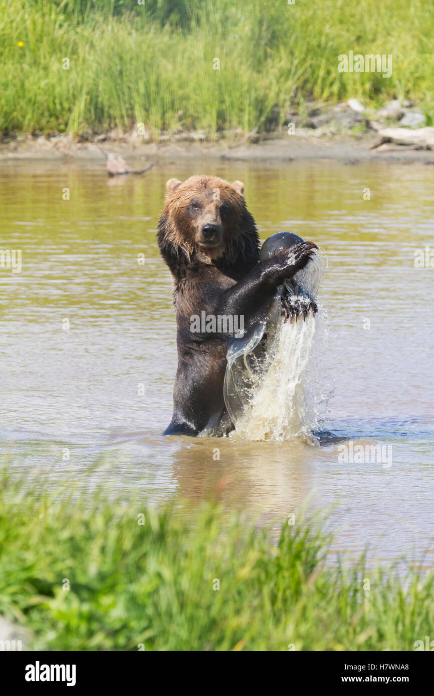 Captive mature Grizzly bear plays with a ball in the water at the Alaska Wildlife Conservation Center in Portage, Southcentral Alaska. Summer. Stock Photo