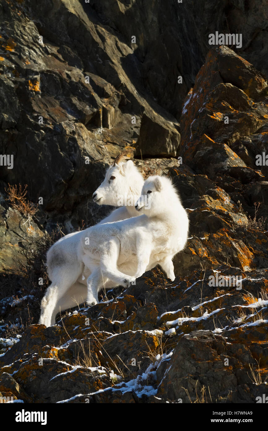 Dall sheep ewe stands with her lamb in the Windy Point area of the Chugach Mountains. Southcentral Alaska. Near Mile 106 of the Seward Highway. Stock Photo