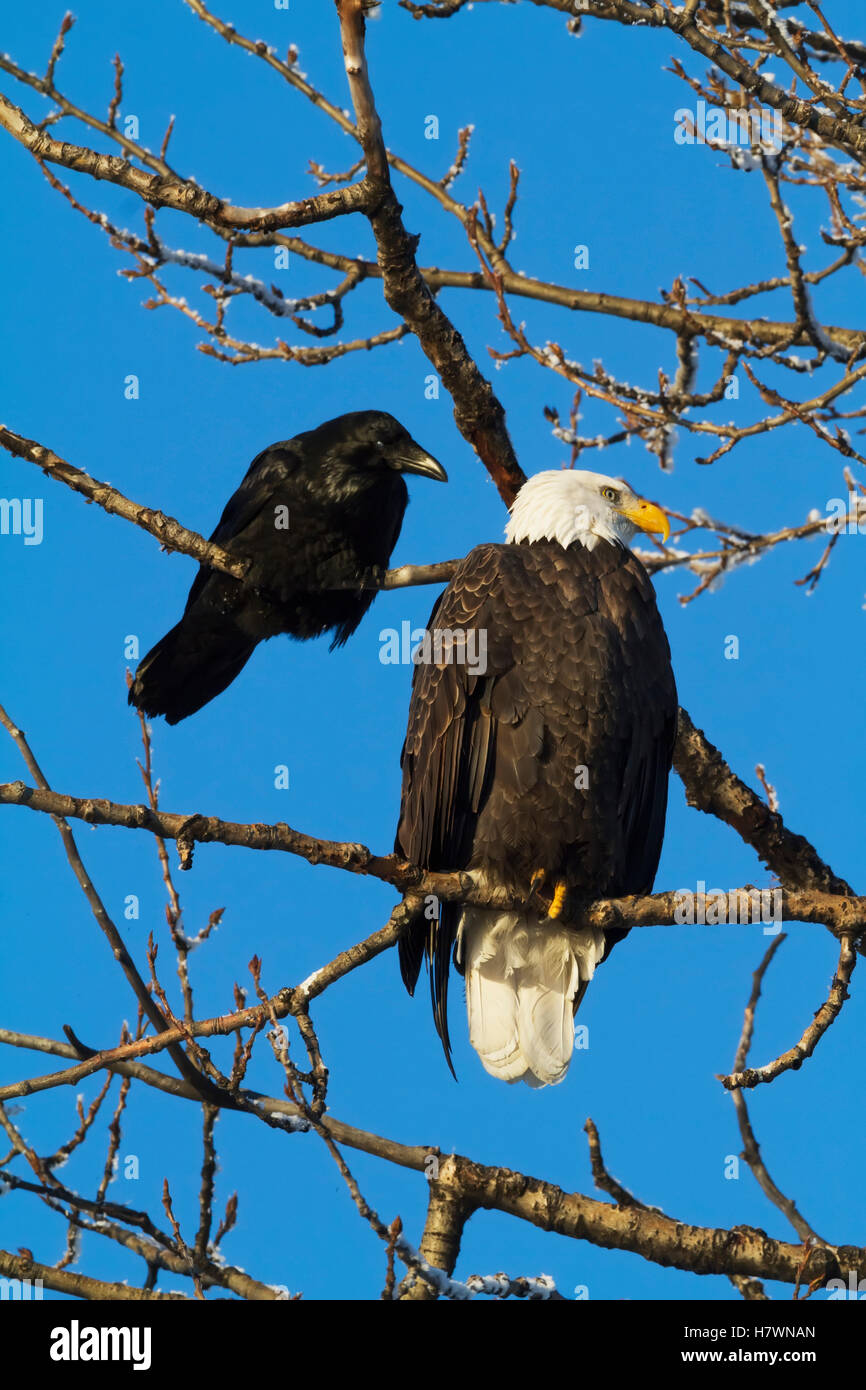A Bald eagle and Raven sit next to each other in a tree in the