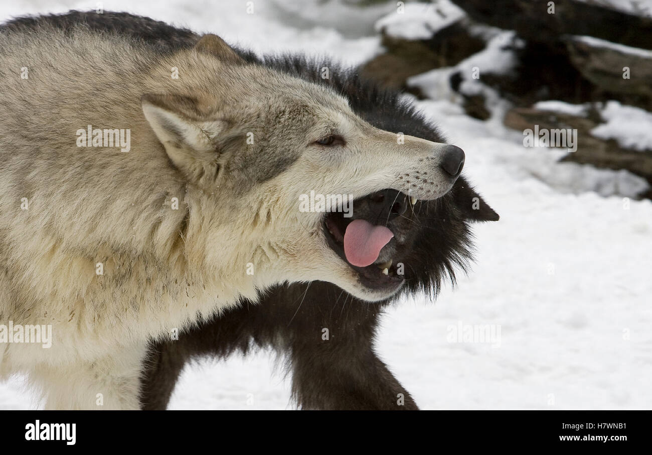 Wolf Submitting Timber Wolf (Canis lupus) pair showing dominant and submissive behavior ...