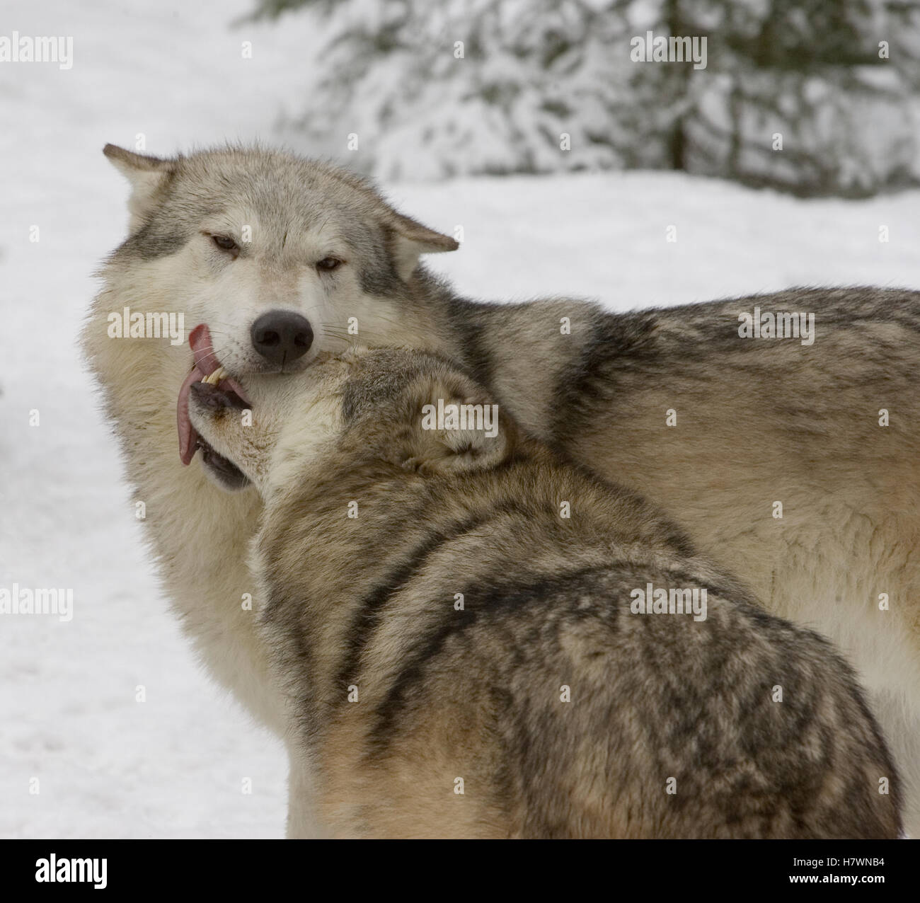Wolf Submitting Timber Wolf (Canis lupus) pair showing dominant and submissive behavior ...