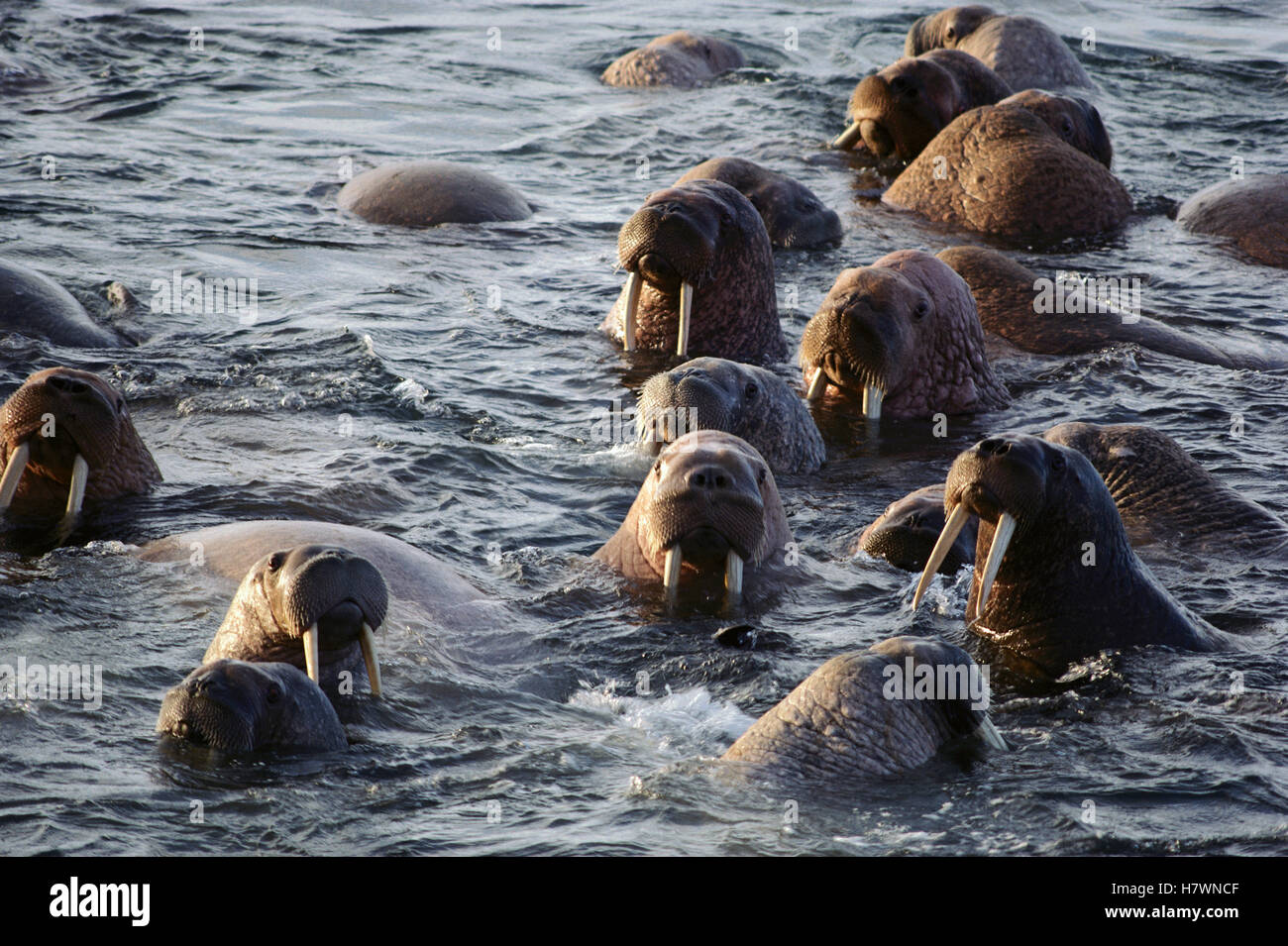 Pacific Walrus (Odobenus rosmarus divergens) group in water, Alaska