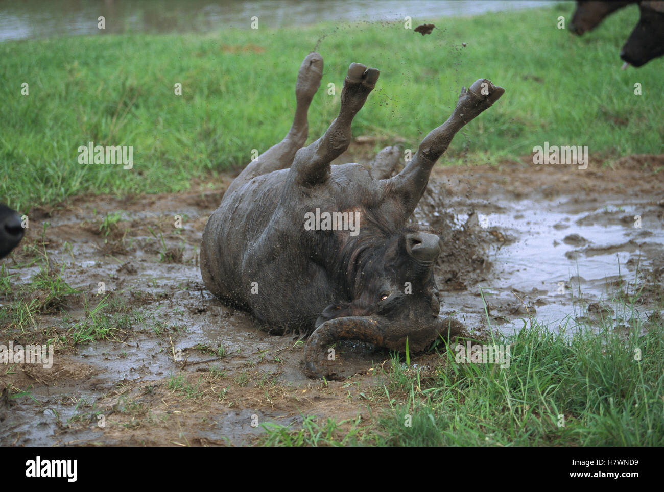 Cape Buffalo (Syncerus caffer) bull in mud wallow, Sabi-sands Game ...