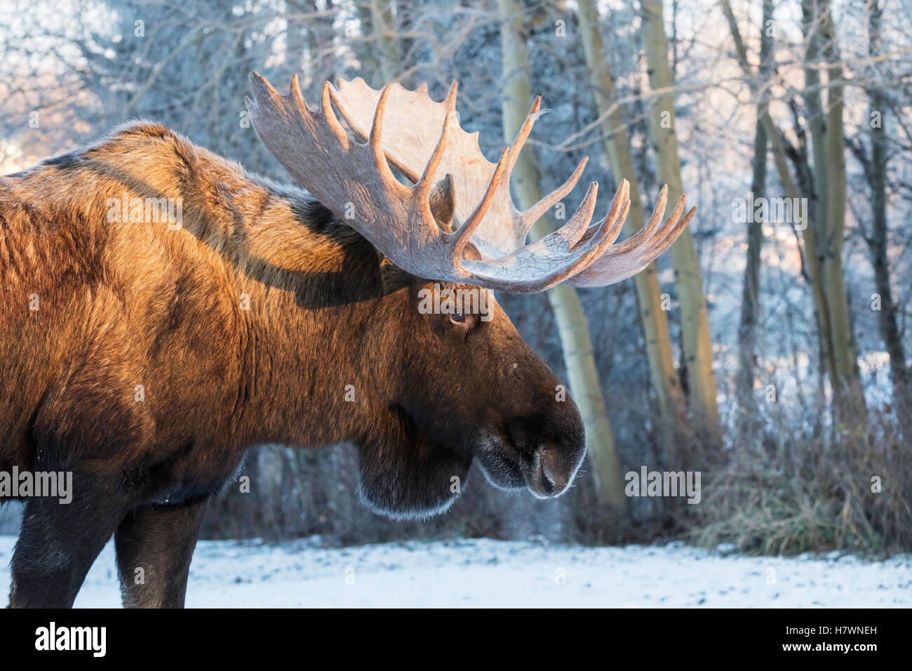 Bull moose antlers in snow alaska hires stock photography and images