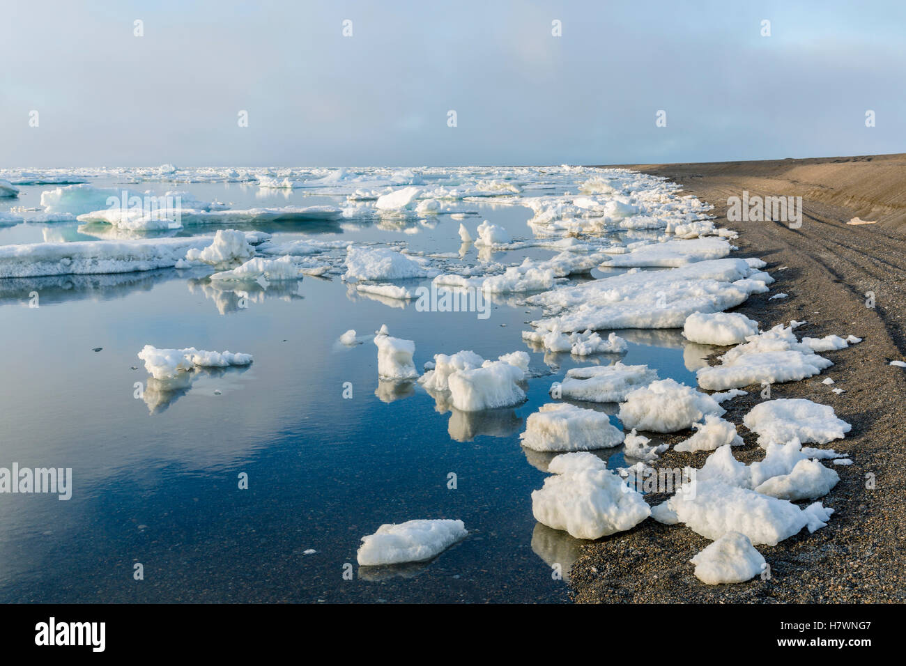 Small pieces of sea ice congregate on the shore of the Arctic Ocean on a calm day, Barrow, Arctic Alaska, USA, Summer Stock Photo