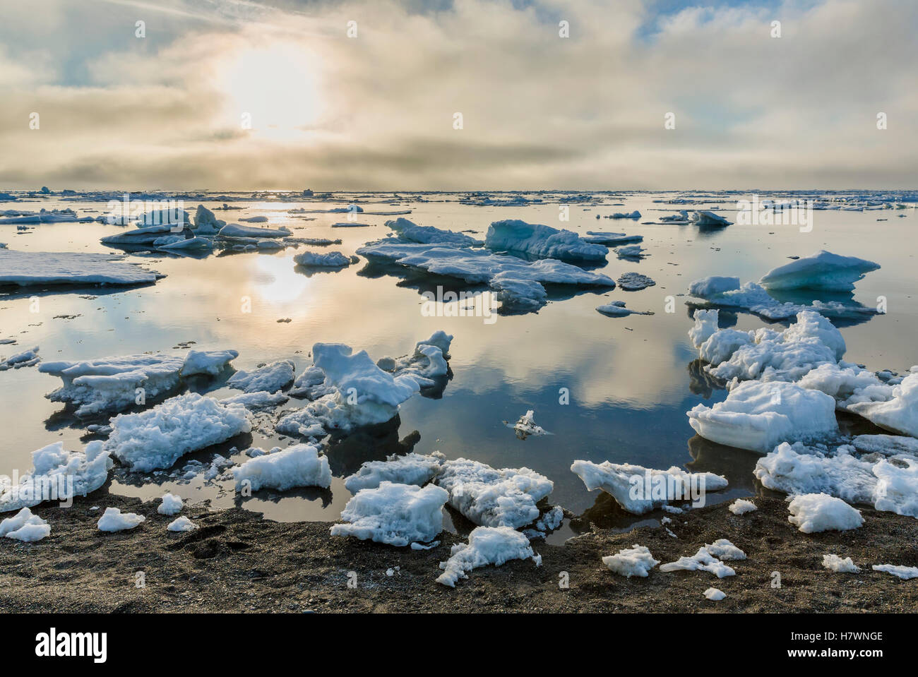 Small pieces of sea ice congregate on the shore of the Arctic Ocean on a calm day, Barrow, Arctic Alaska, USA, Summer Stock Photo
