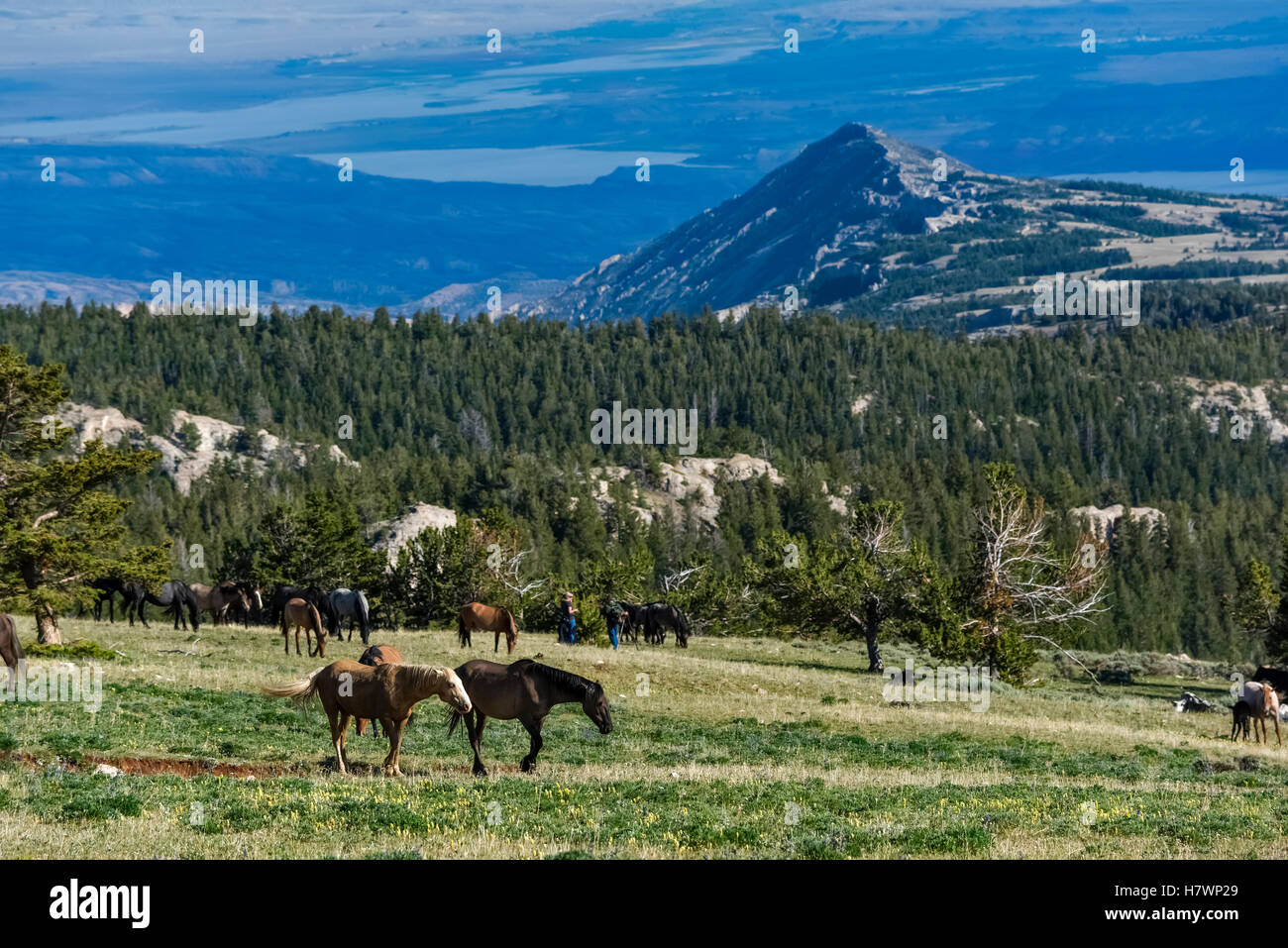 Wild horses, Pryor Mountains Wild Horse Refuge, MontanaWyoming border