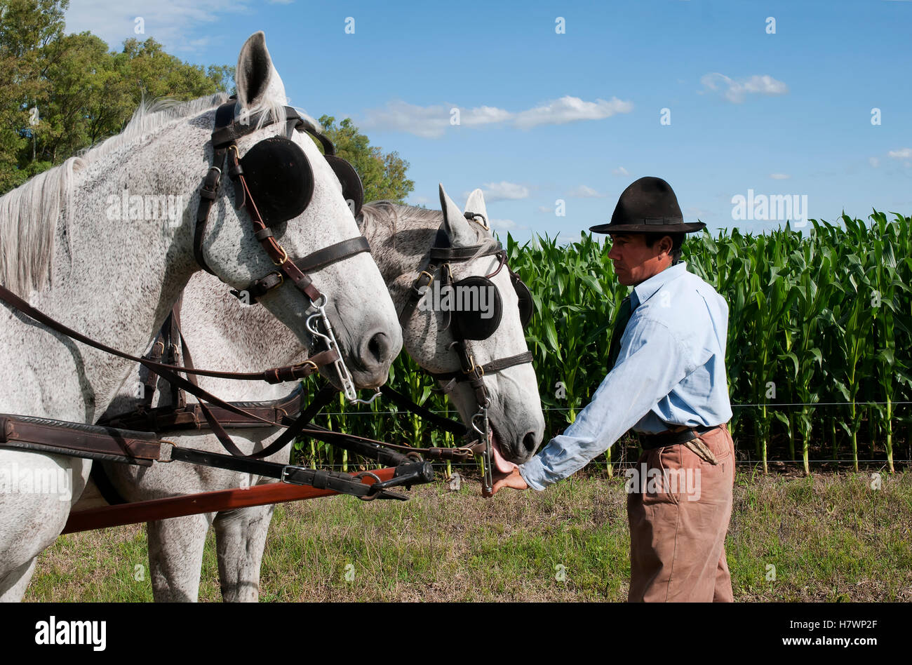Farmer with farm horses hitched to a cart, crop in the background; Argentina Stock Photo