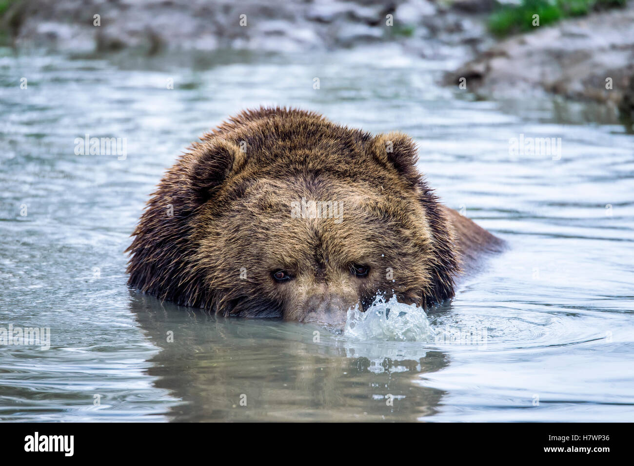 Brown Bear (ursus arctos) blowing bubbles in pond, Olympic Game Farm; Sequim, Washington, United States of America Stock Photo