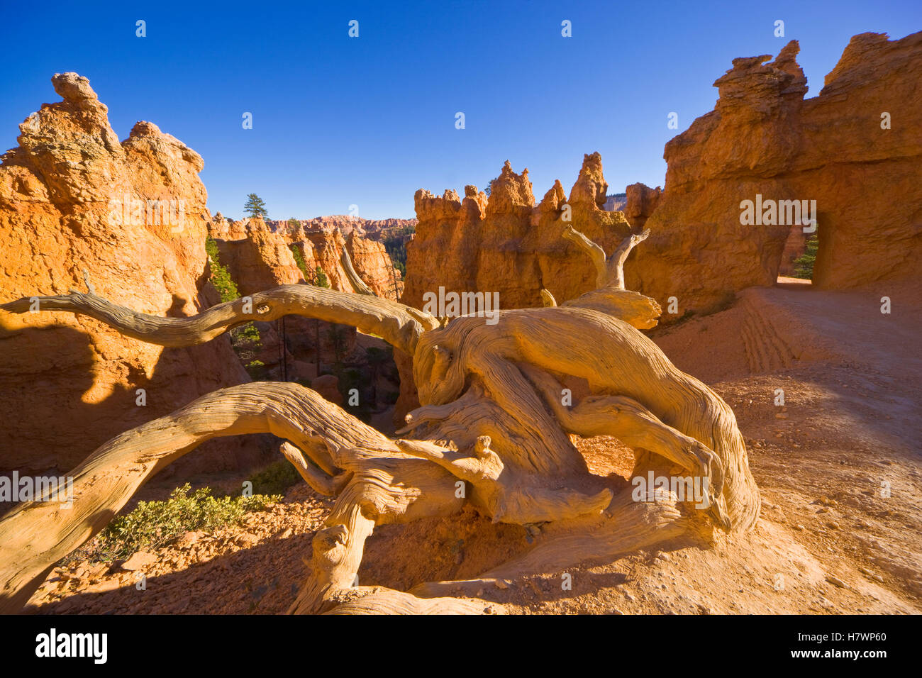 Juniper (Juniperus sp) roots and sandstone hoodoos, Bryce Canyon ...