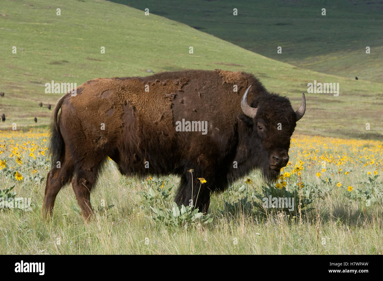 Spring Time Bison American Bison (Bison bison) bull standing amid spring wildflowers ...