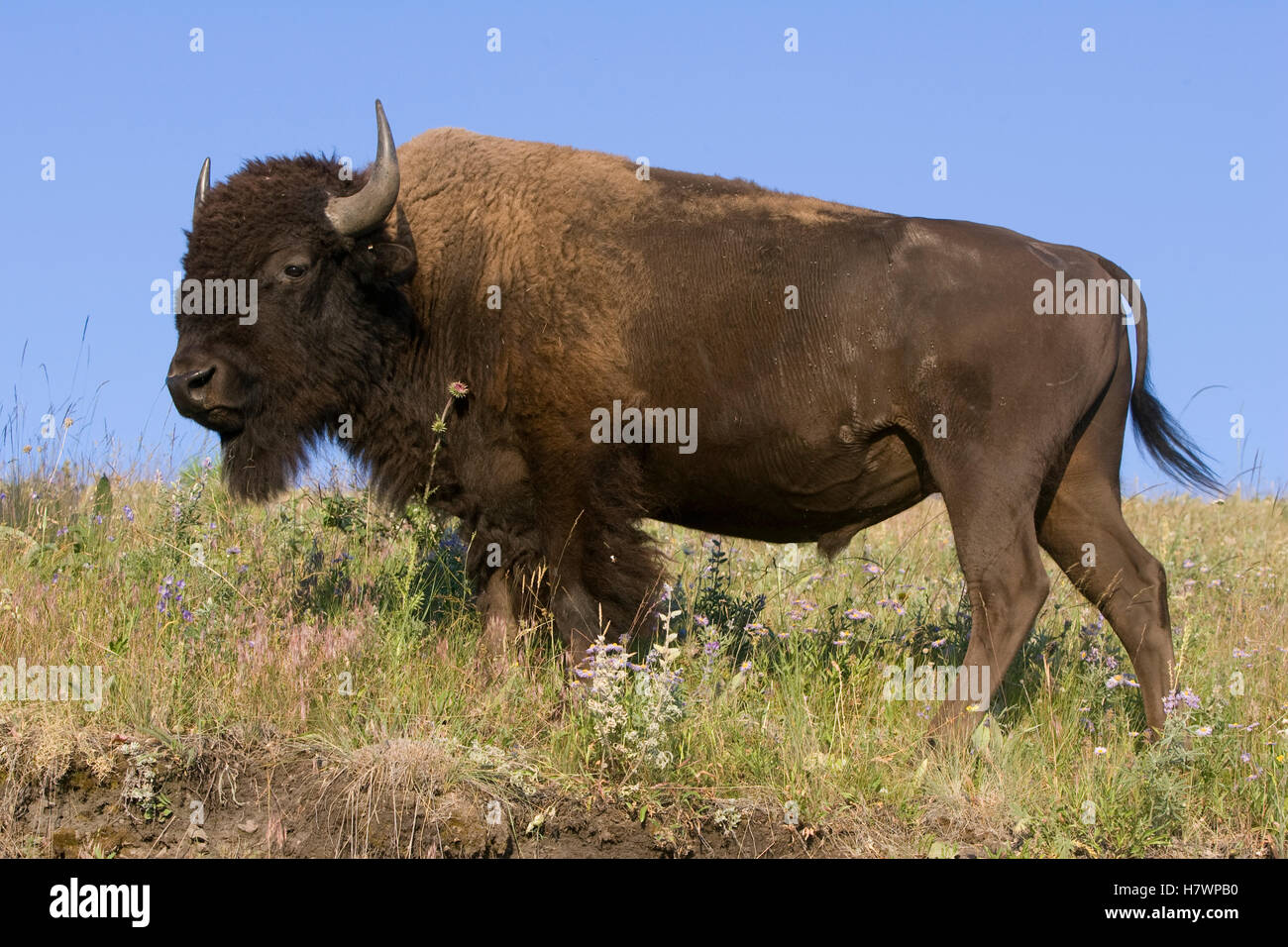 American Bison (Bison bison) bull, western Montana Stock Photo Alamy
