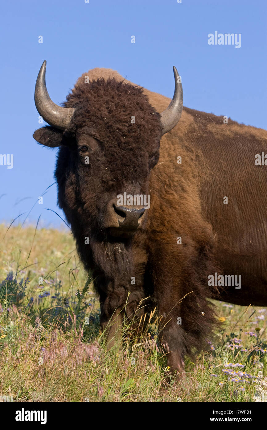 American Bison (Bison bison) bull, western Montana Stock Photo Alamy