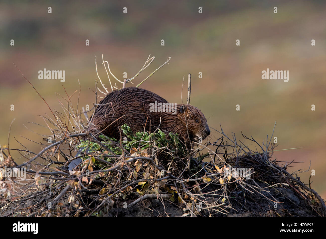 American Beaver (Castor canadensis) on top of lodge, western Montana