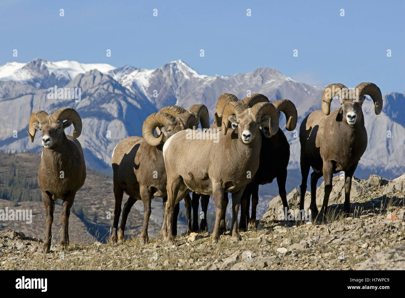 Bighorn Sheep (Ovis canadensis) rams, western Alberta, Canada Stock ...