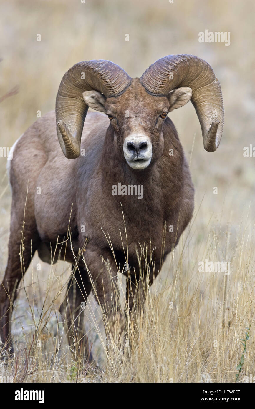 Bighorn Sheep (Ovis canadensis) ram, western Alberta, Canada Stock ...