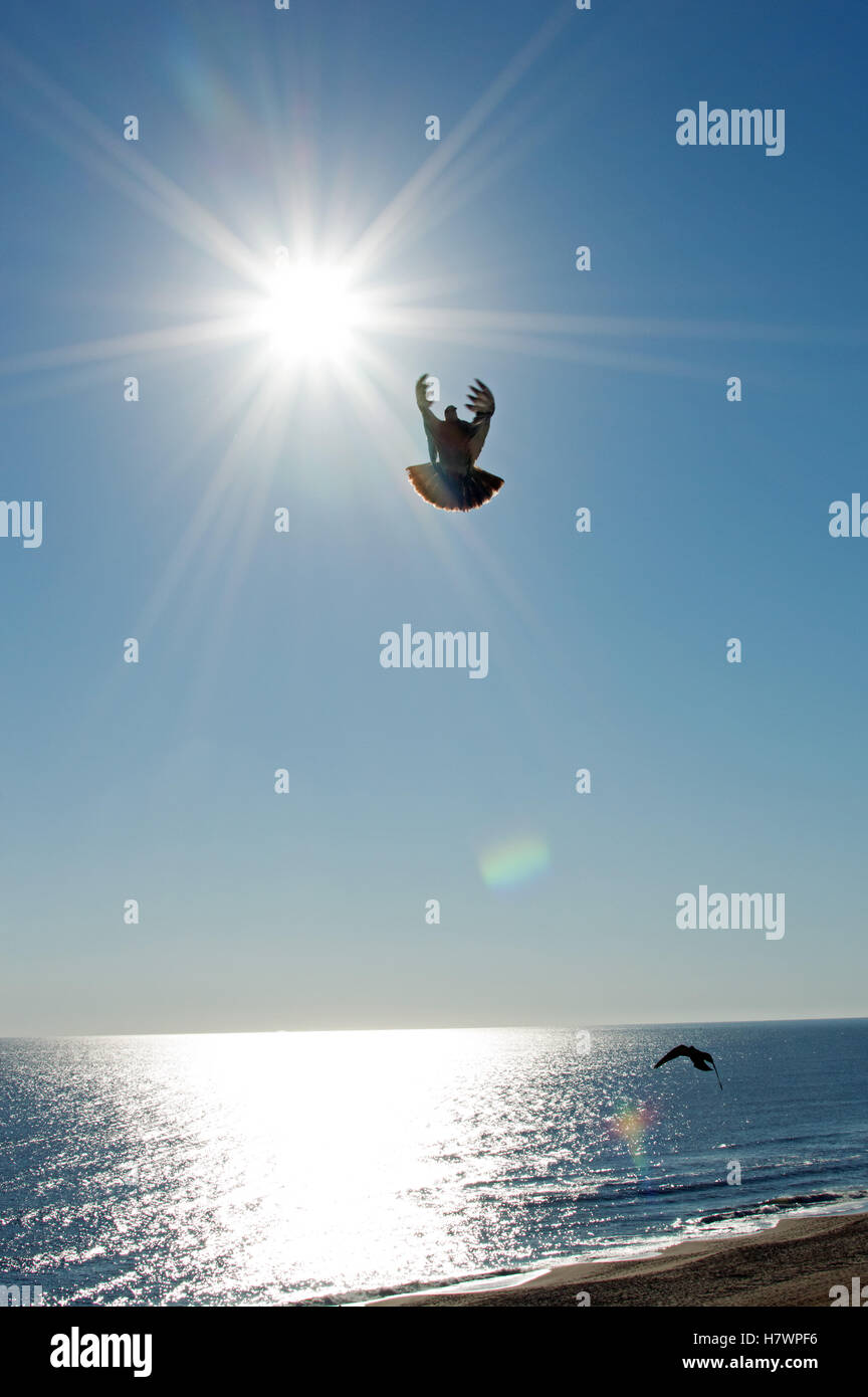 Majestic glory hi-res stock photography and images - Alamy