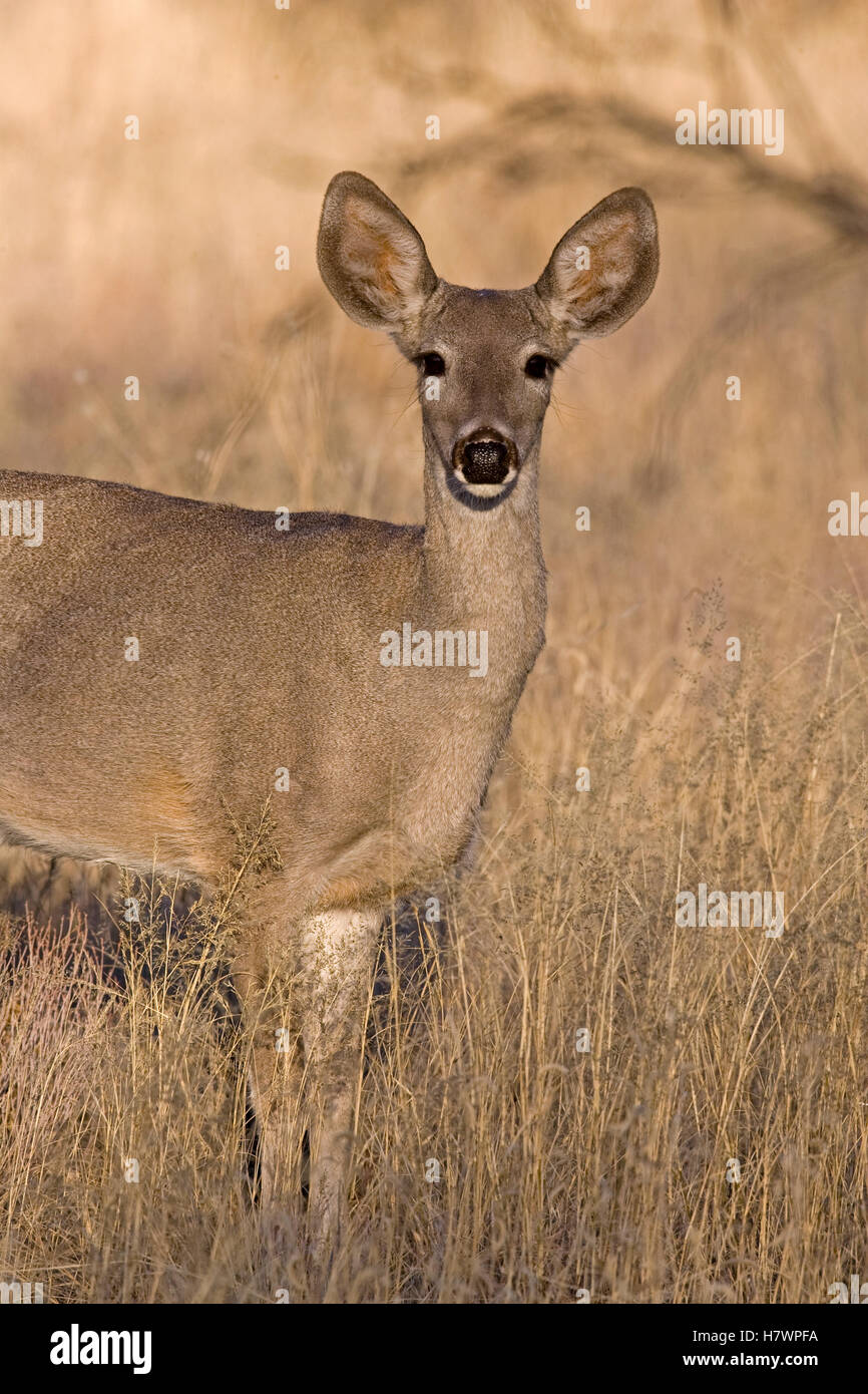 Whitetailed Deer (Odocoileus virginianus) doe, southern Arizona Stock