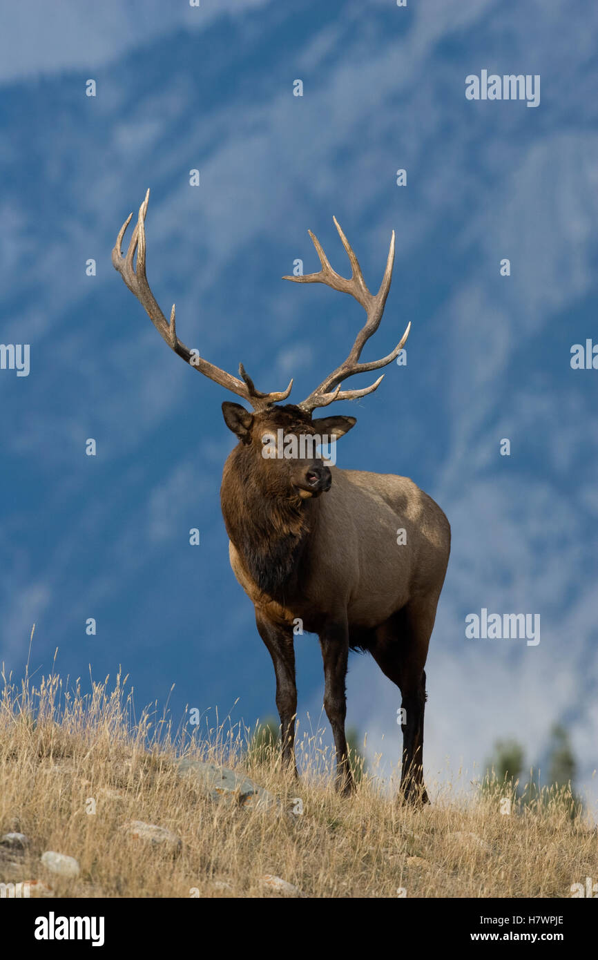 American Elk (Cervus elaphus nelsoni) bull, western Montana Stock Photo