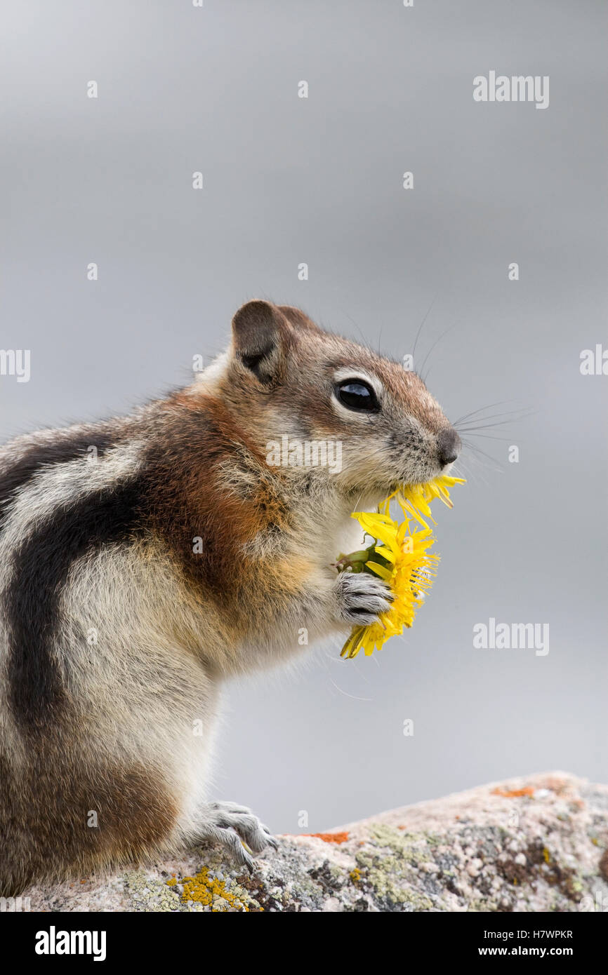 Goldenmantled Ground Squirrel (Callospermophilus lateralis) eating