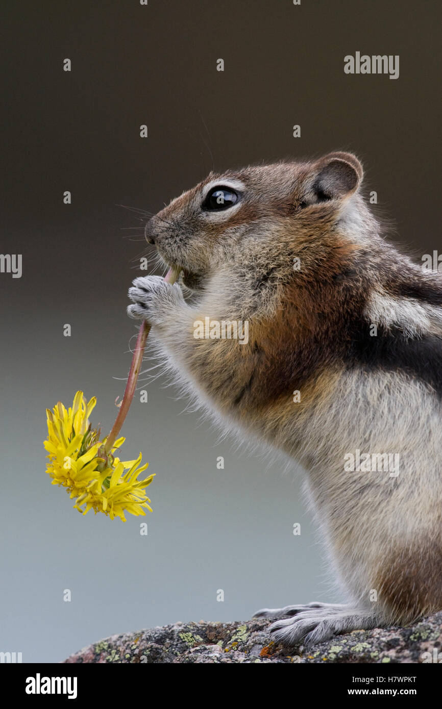 Goldenmantled Ground Squirrel (Callospermophilus lateralis) eating