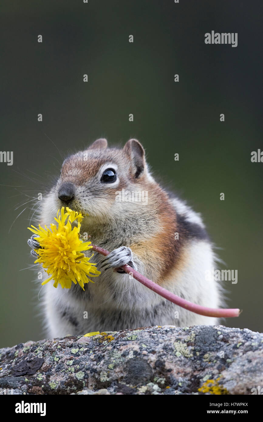 Goldenmantled Ground Squirrel (Callospermophilus lateralis) eating