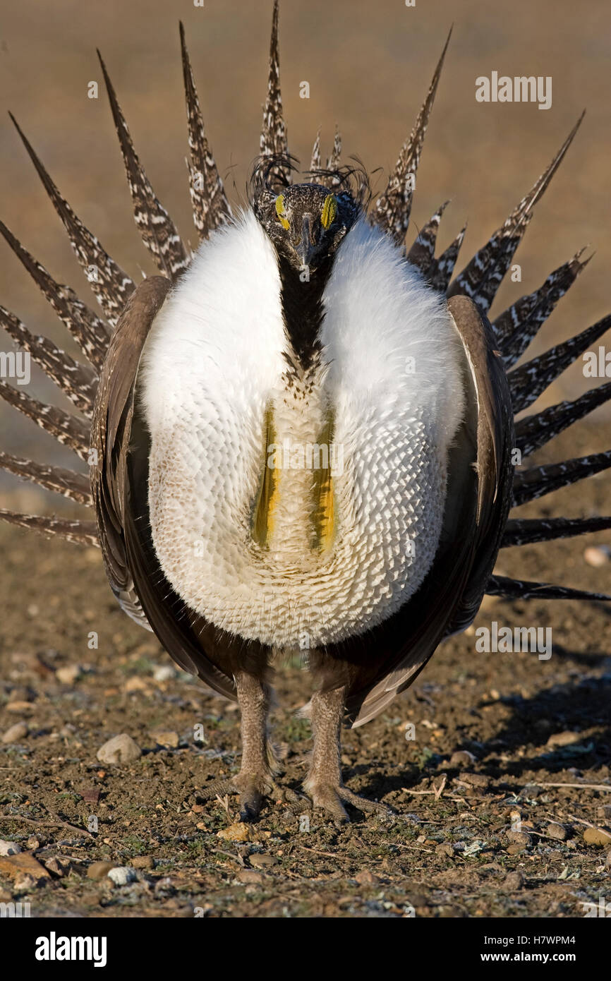Sage Grouse (Centrocercus urophasianus) male displaying, eastern ...
