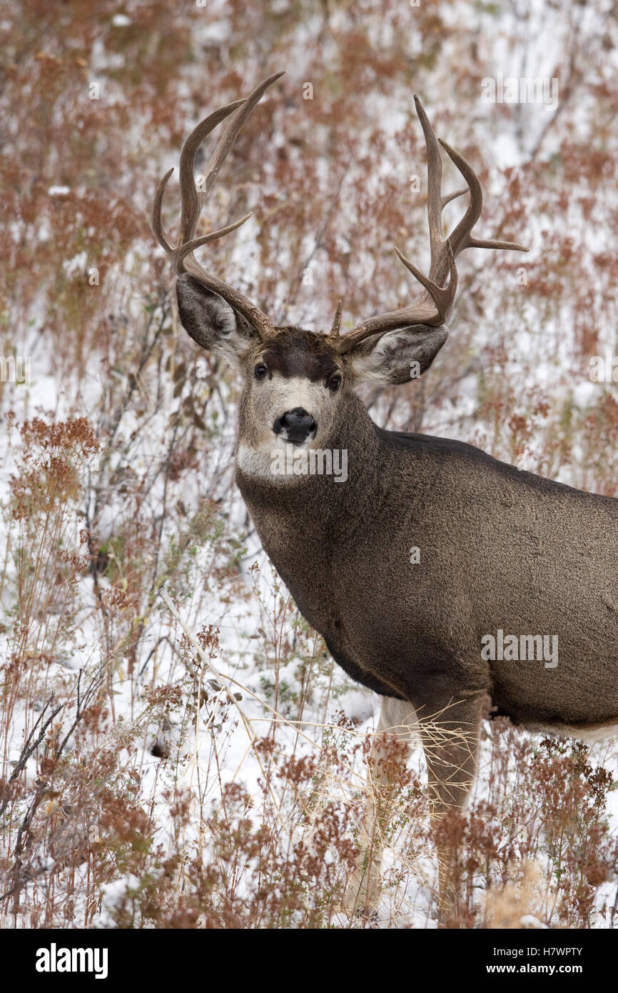 Mule Deer (Odocoileus hemionus) buck, North America Stock Photo Alamy