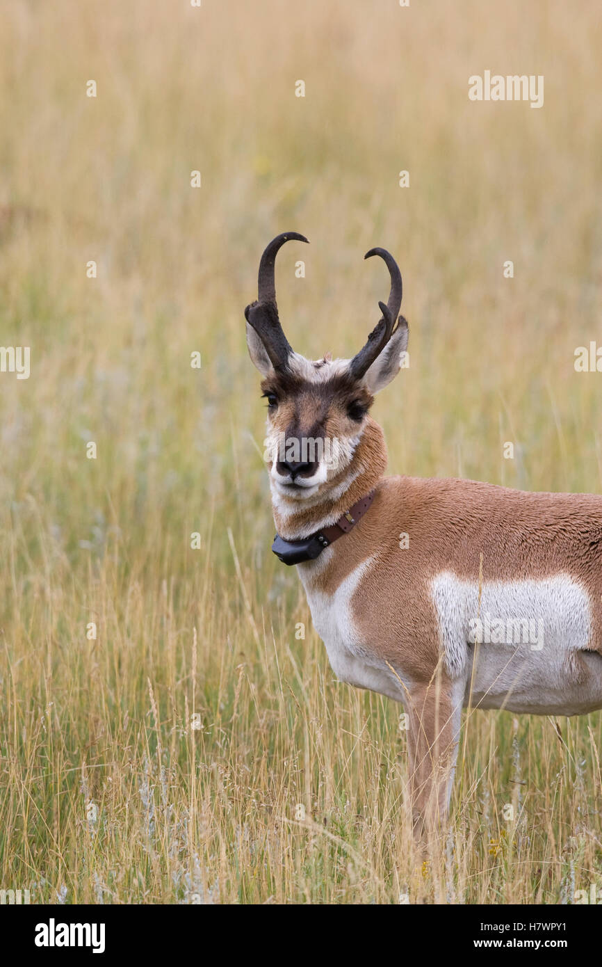 Pronghorn Antelope (Antilocapra americana) buck with a radio collar