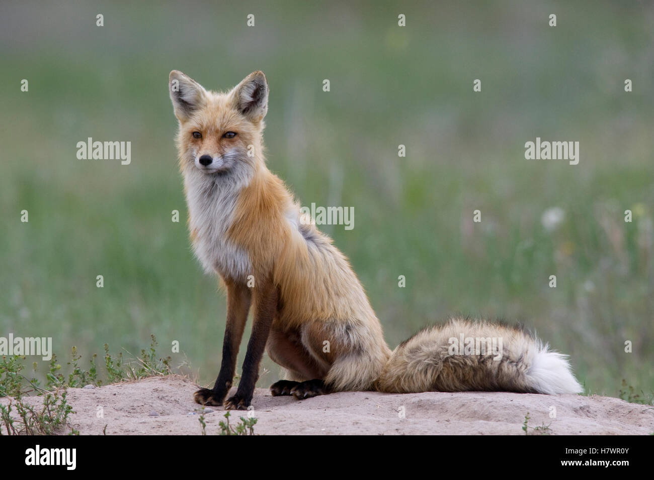 Red Fox (Vulpes vulpes) female at den, western Montana Stock Photo Alamy