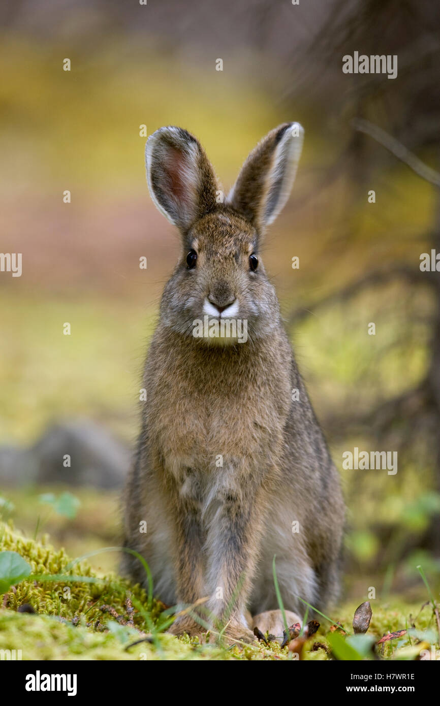 Snowshoe Hare (Lepus americanus) juvenile, central Alaska Stock Photo
