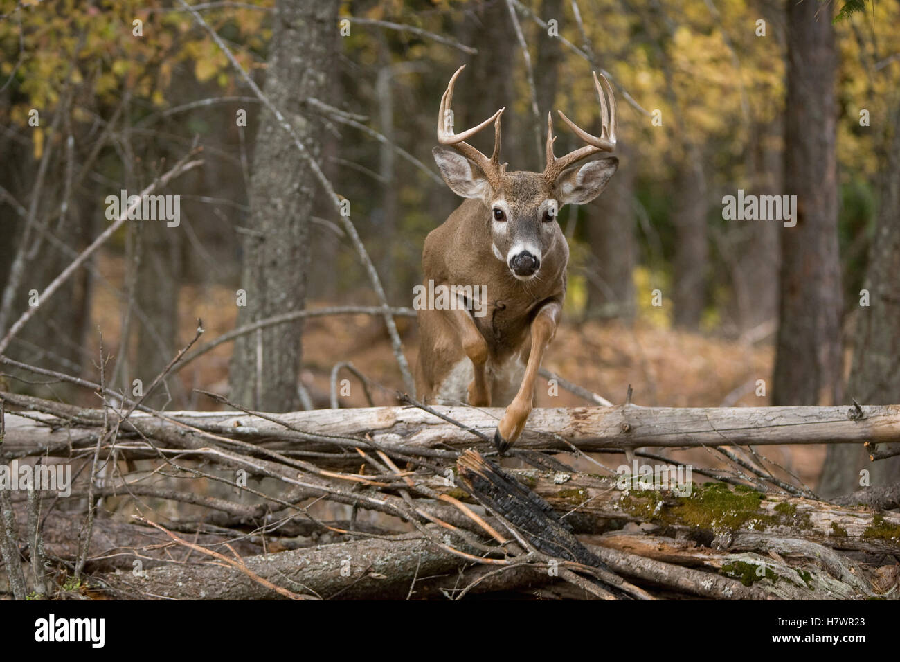 Whitetailed Deer (Odocoileus virginianus) buck jumping over downed