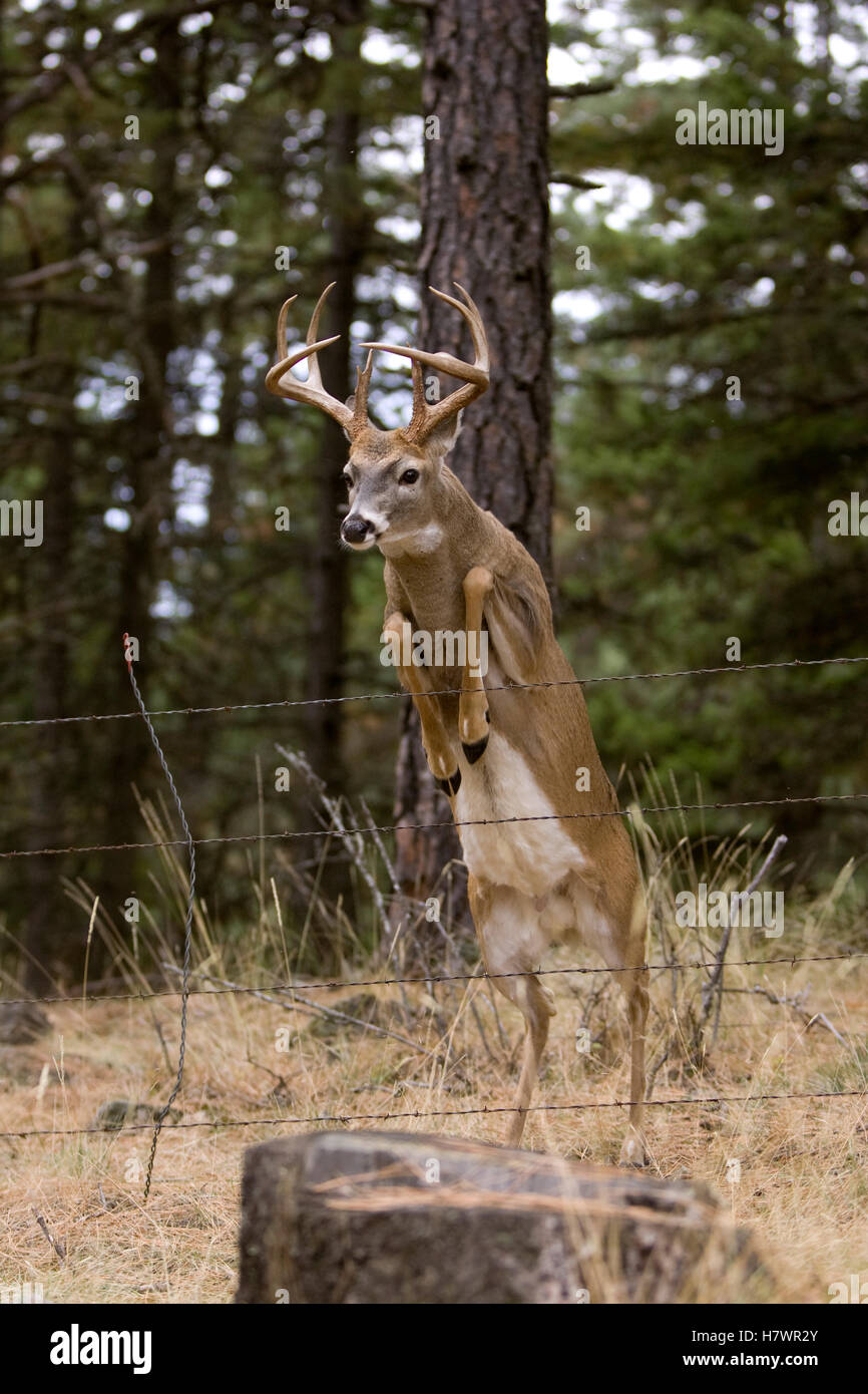 Whitetailed Deer (Odocoileus virginianus) buck jumping barbedwire