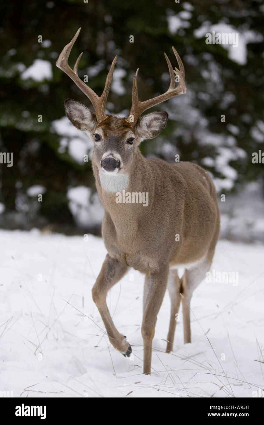 Whitetailed Deer (Odocoileus virginianus) buck in winter, western