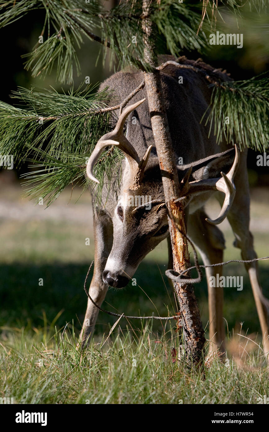 Whitetailed Deer (Odocoileus virginianus) buck rubbing tree, western