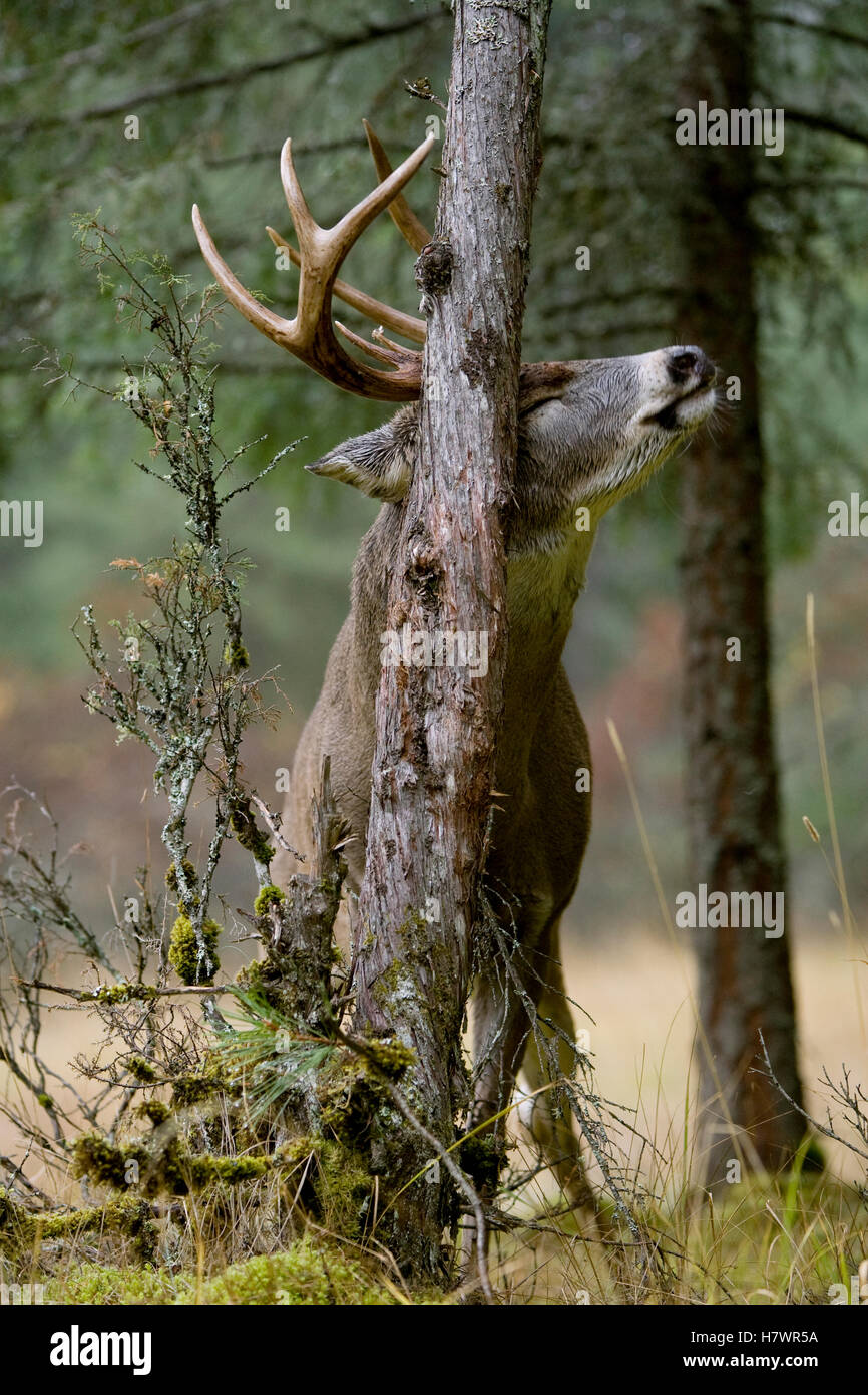 Whitetailed Deer (Odocoileus virginianus) buck rubbing tree, western