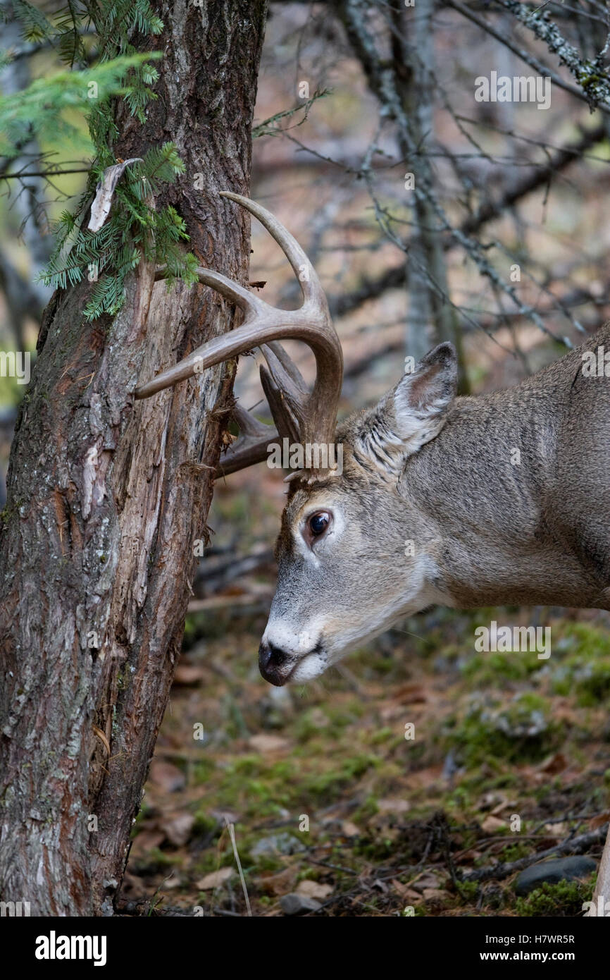 Whitetailed Deer (Odocoileus virginianus) buck rubbing tree, western