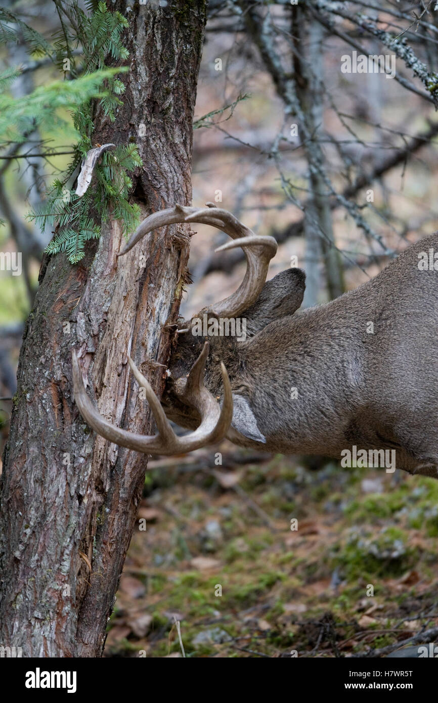Whitetailed Deer (Odocoileus virginianus) buck rubbing tree, western